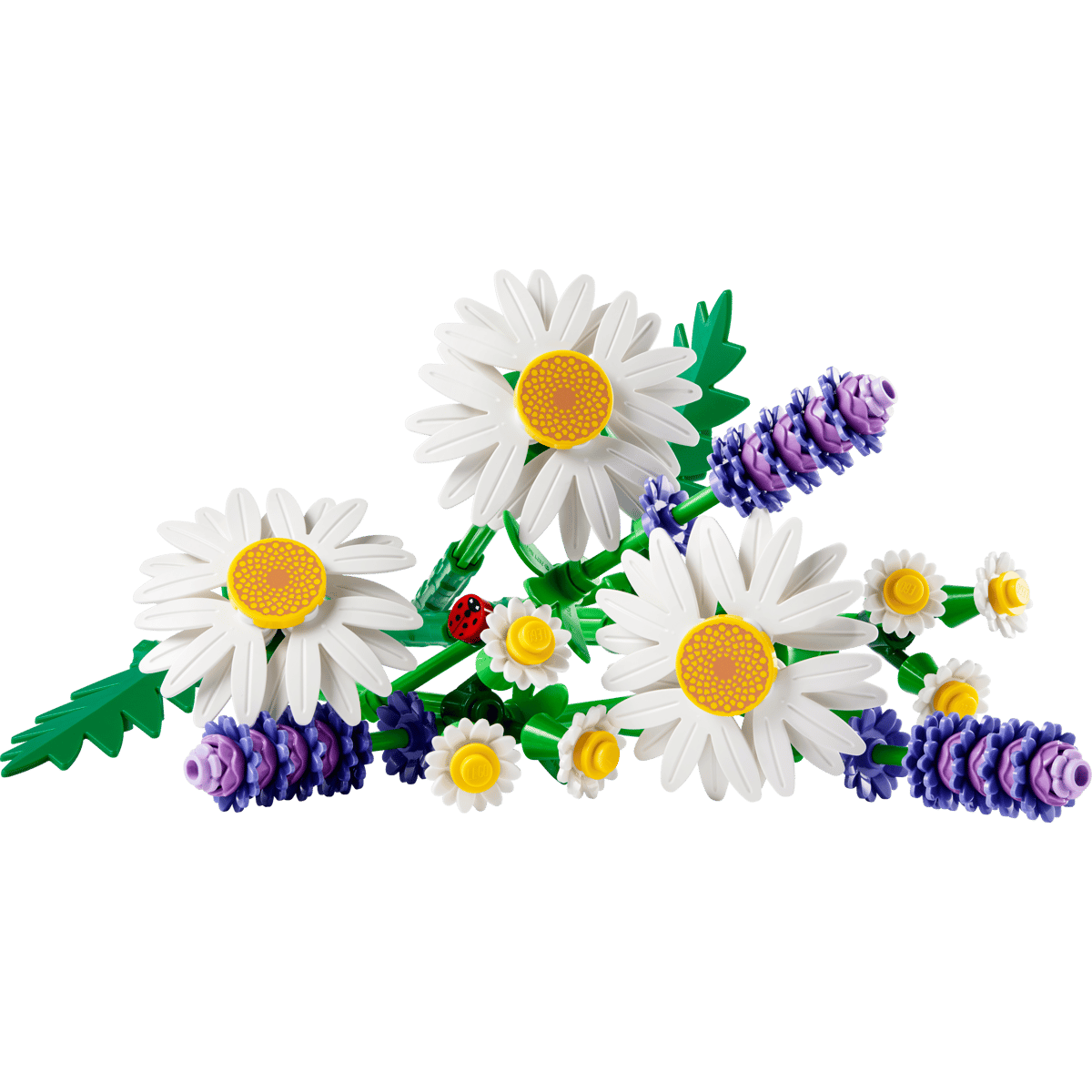 11508 Daisies